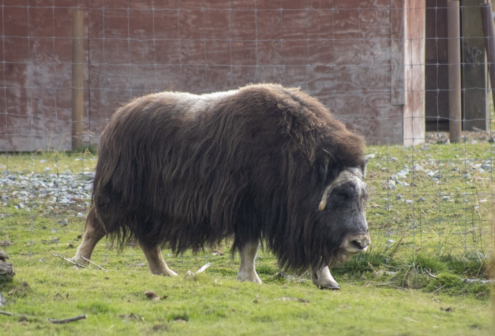 Musk Ox