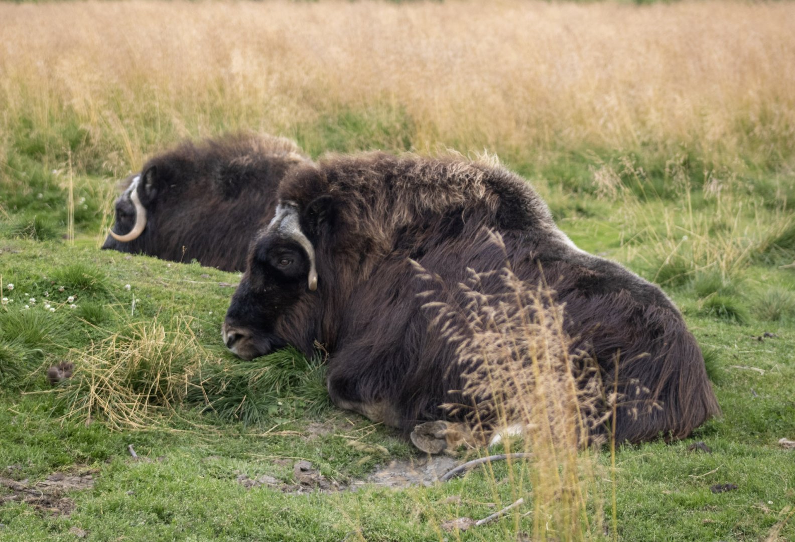 Musk Ox