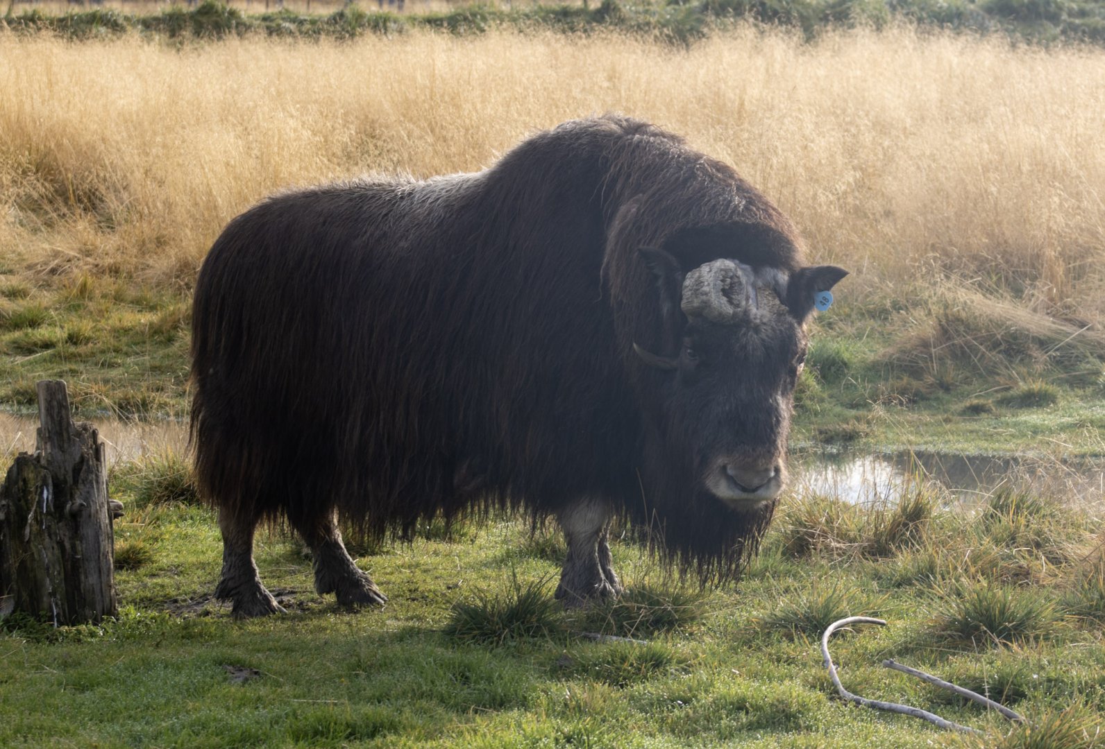 Musk Ox