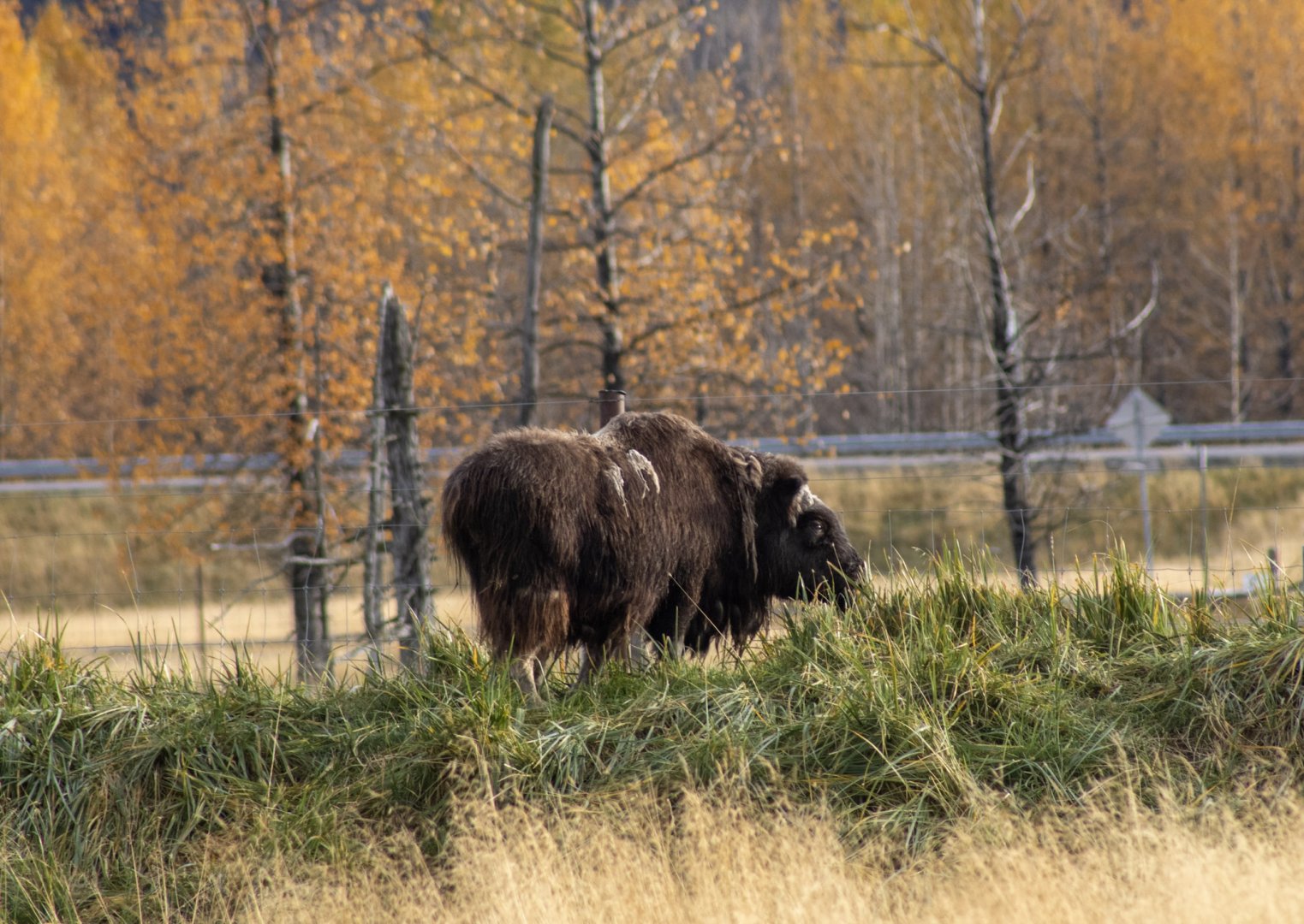Musk Ox