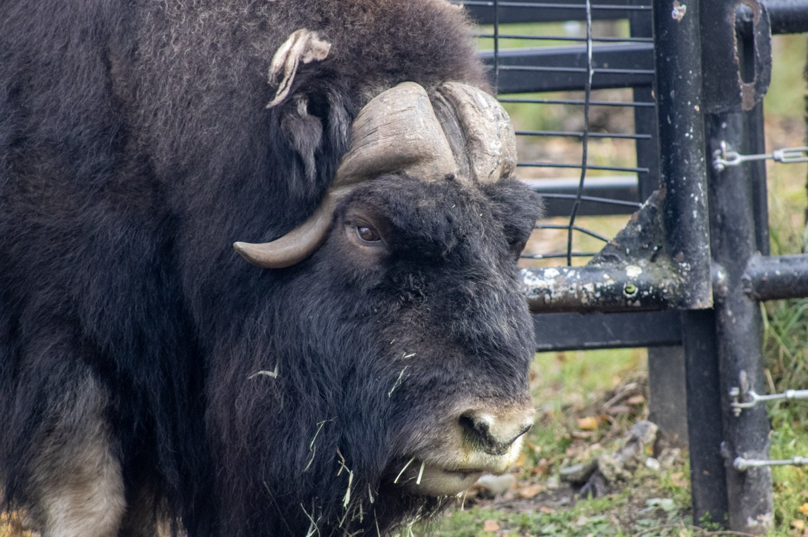 Musk Ox