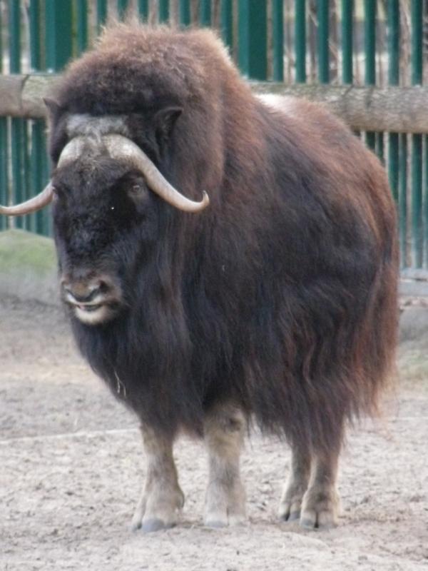 Musk Ox