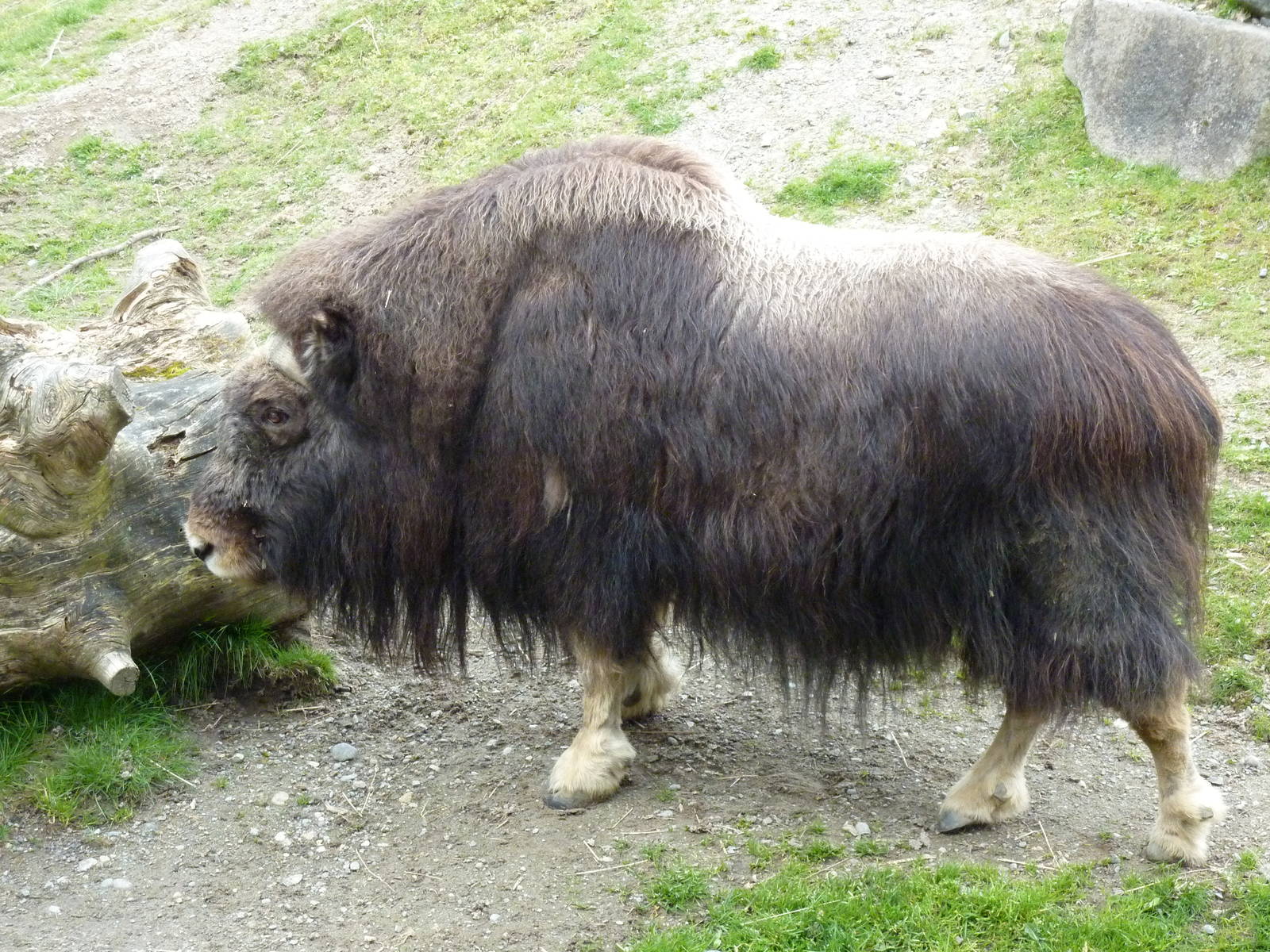 Musk Ox