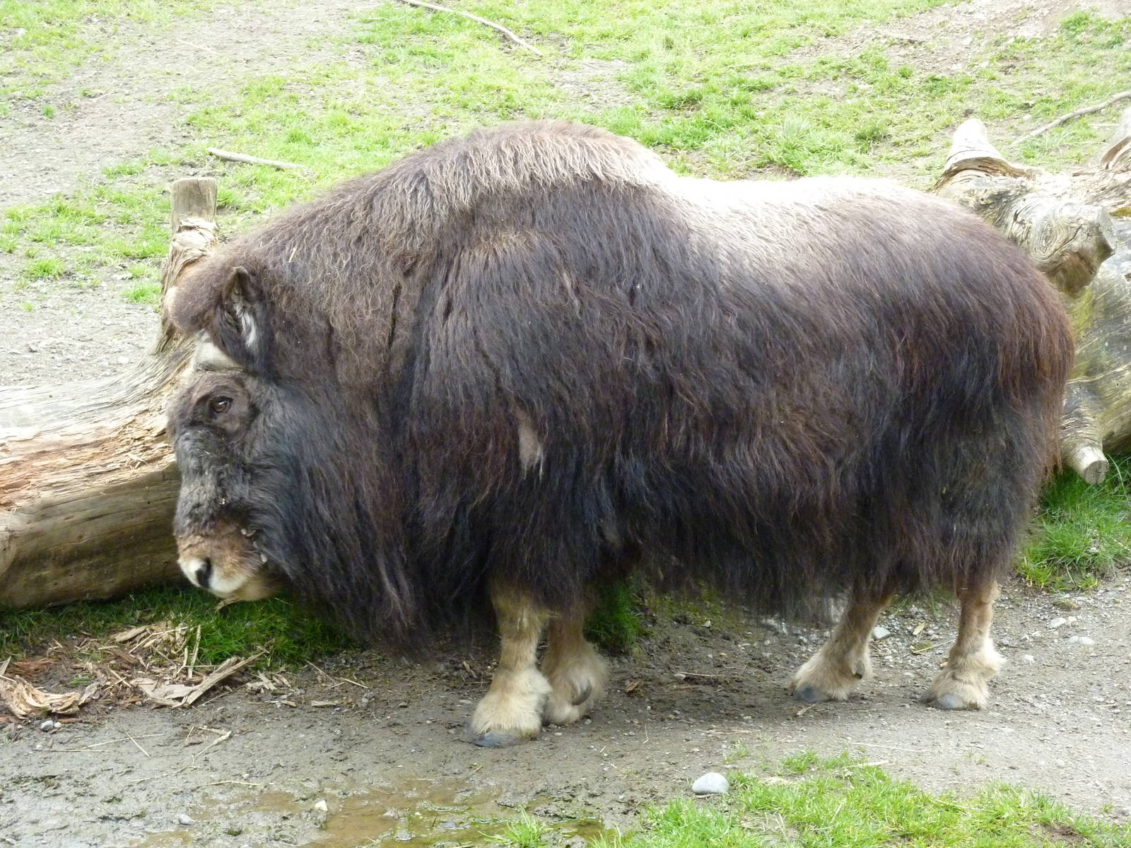 Musk Ox