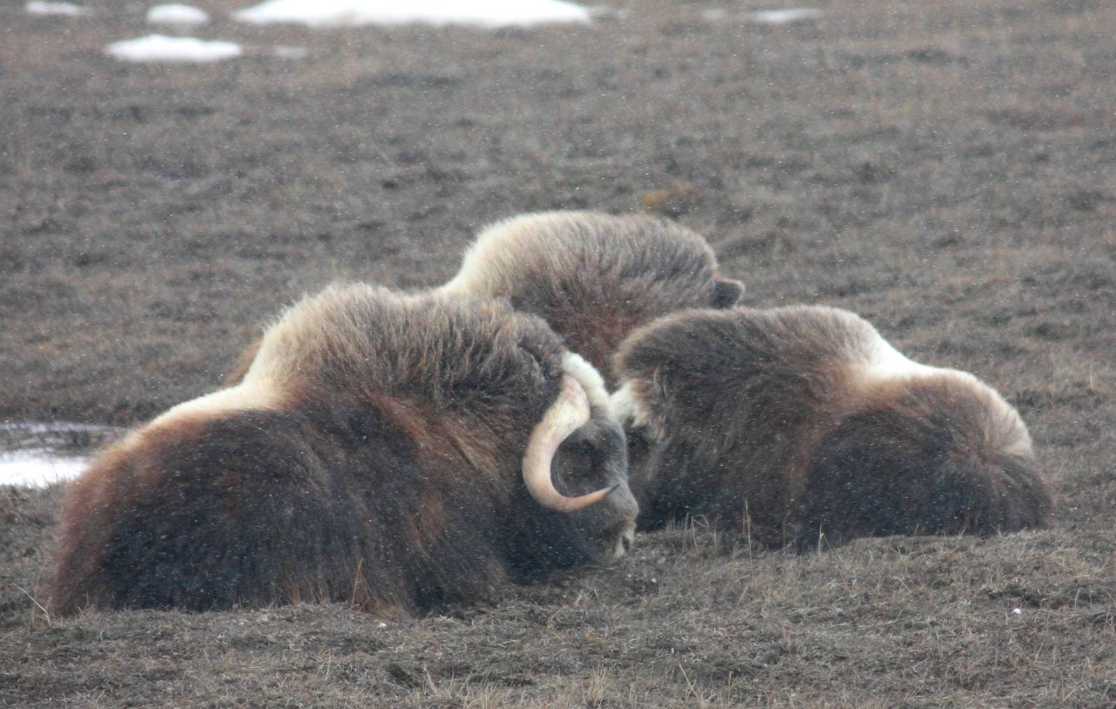 Musk Oxen - Alaska
