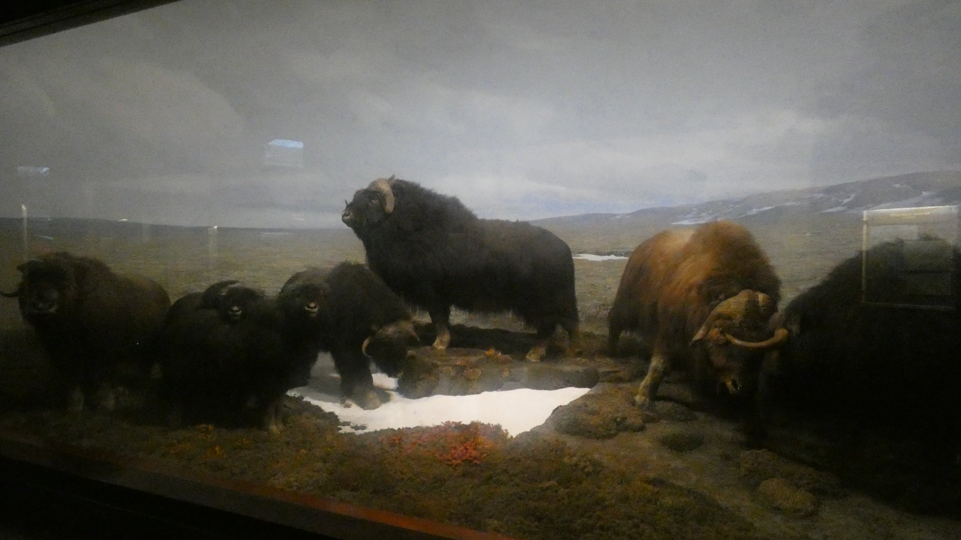 Musk Oxen, American Wilderness Display - Feb. 2022