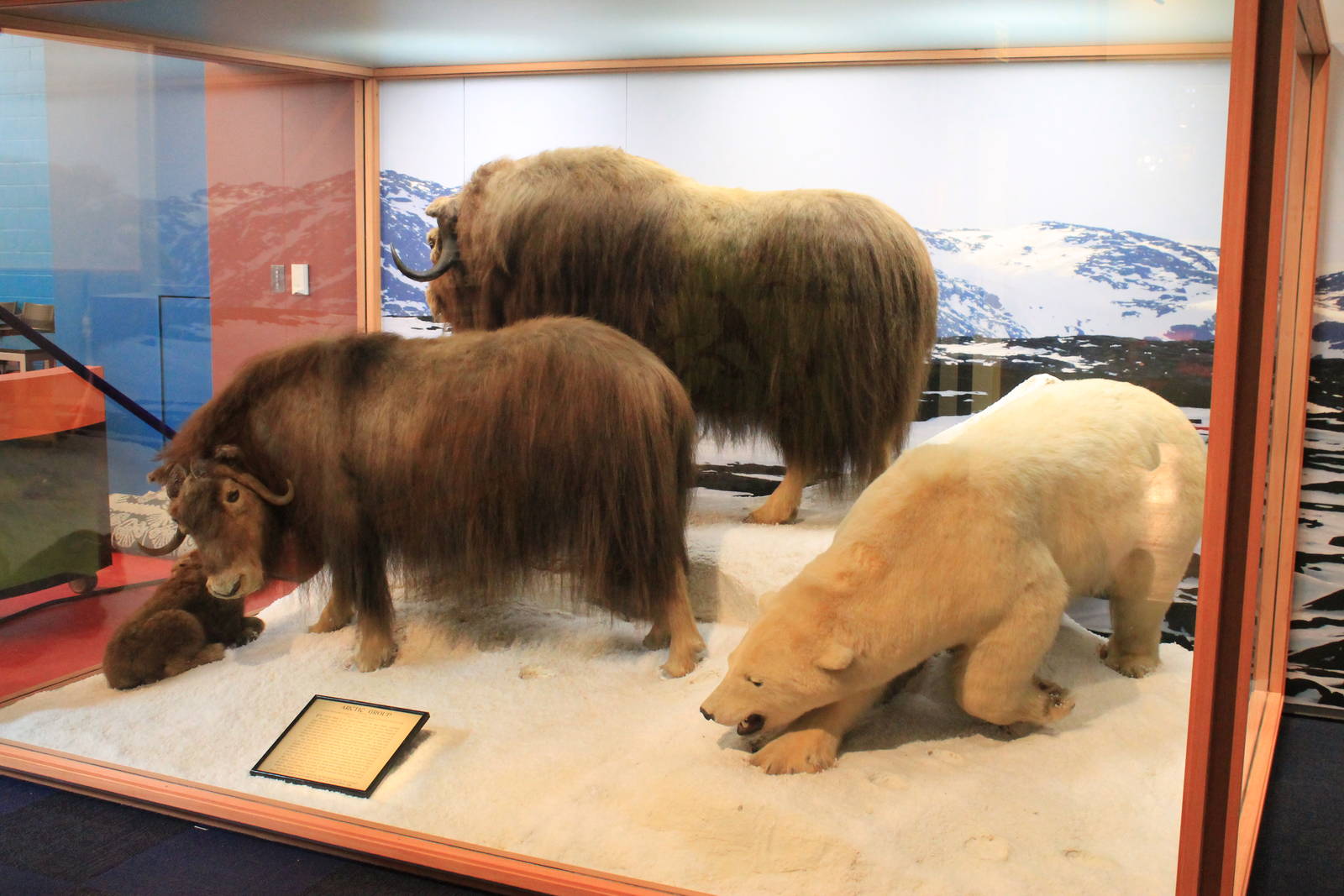 musk-oxen and polar bear