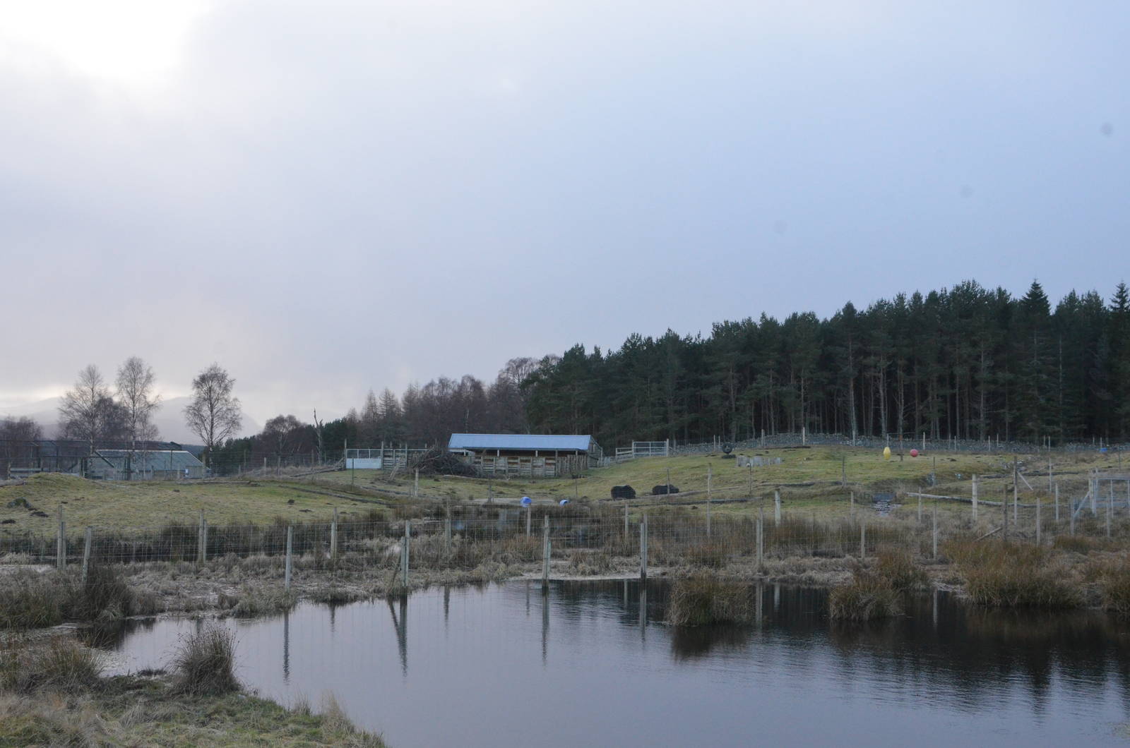 Musk Oxen Enclosure at Highland WP, 10/02/16