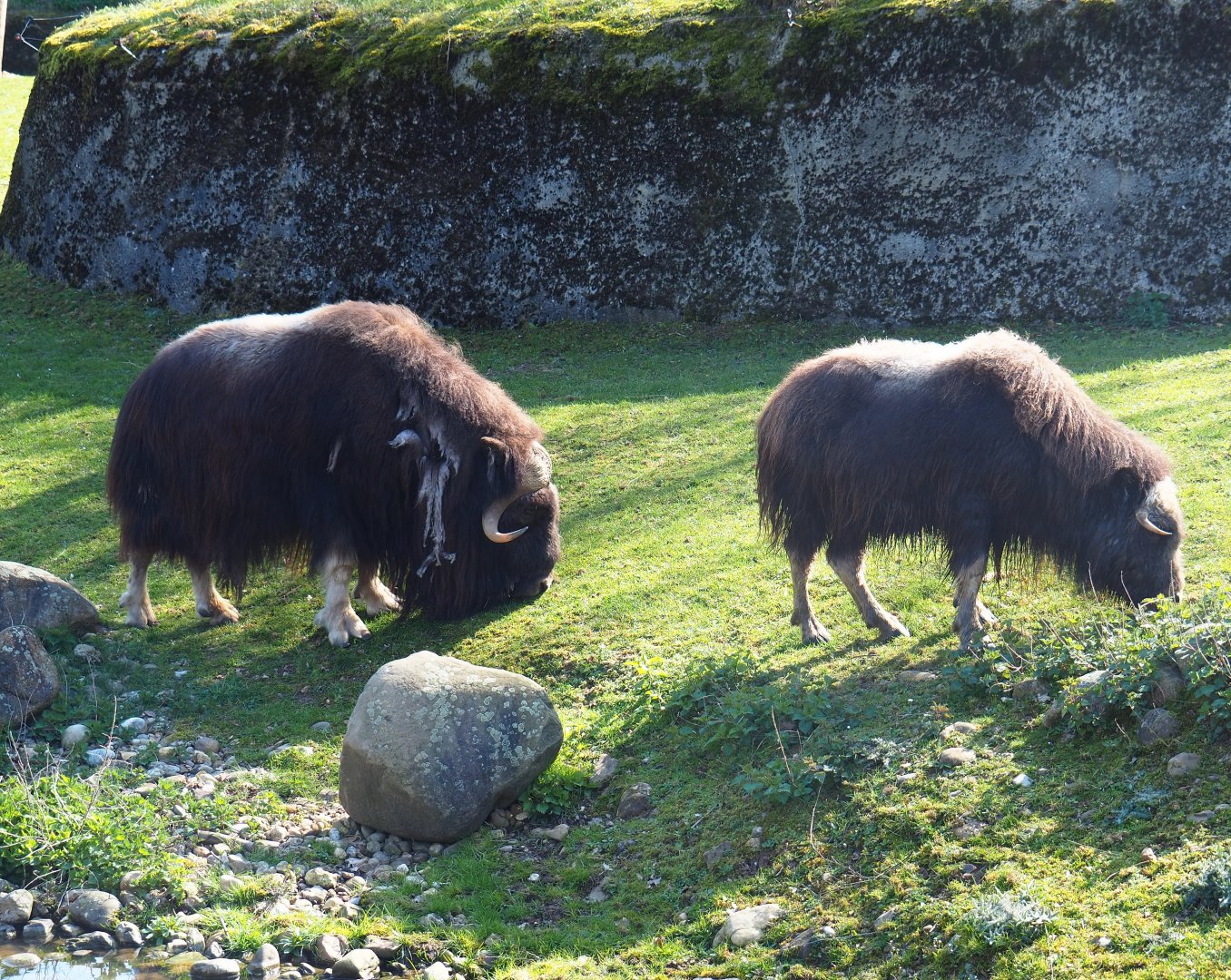 Musk oxen (Ovibos moschatus), 2019-03-30