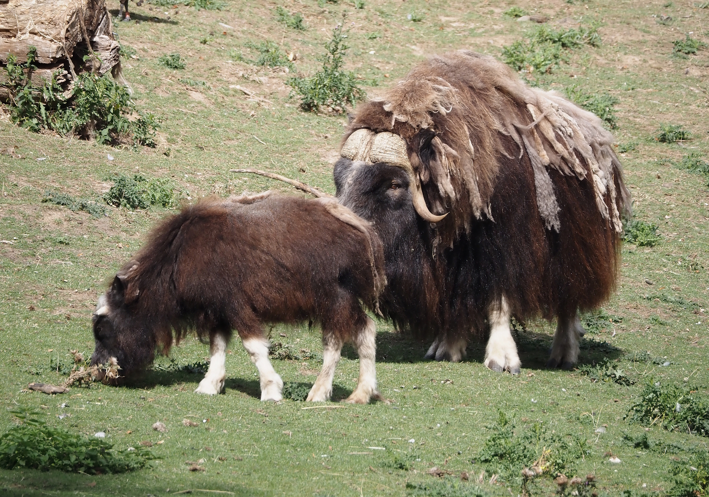 Musk oxen (Ovibos moschatus), juvenile and bull, 2025-09-01