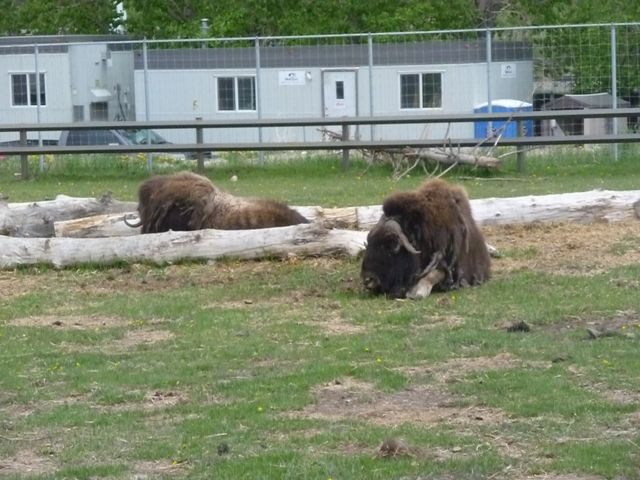 Musk Oxen