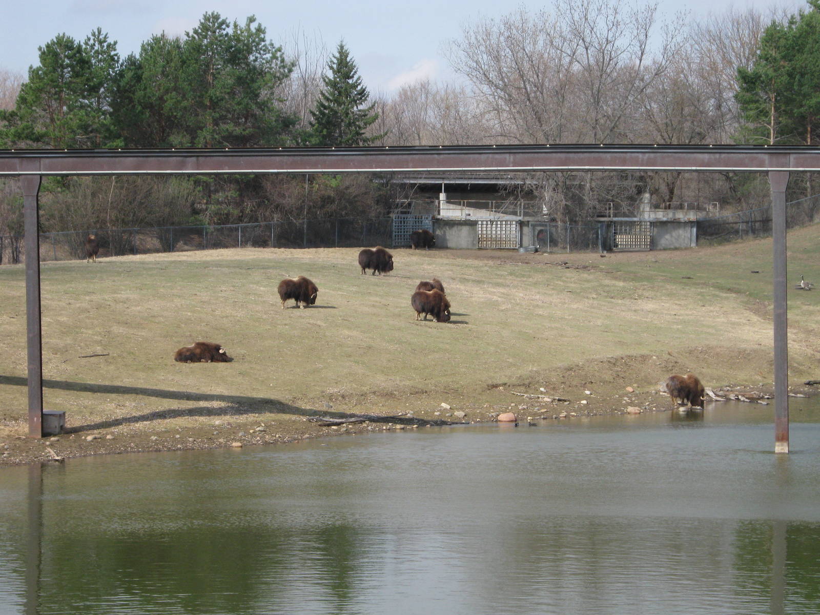 Musk Oxen