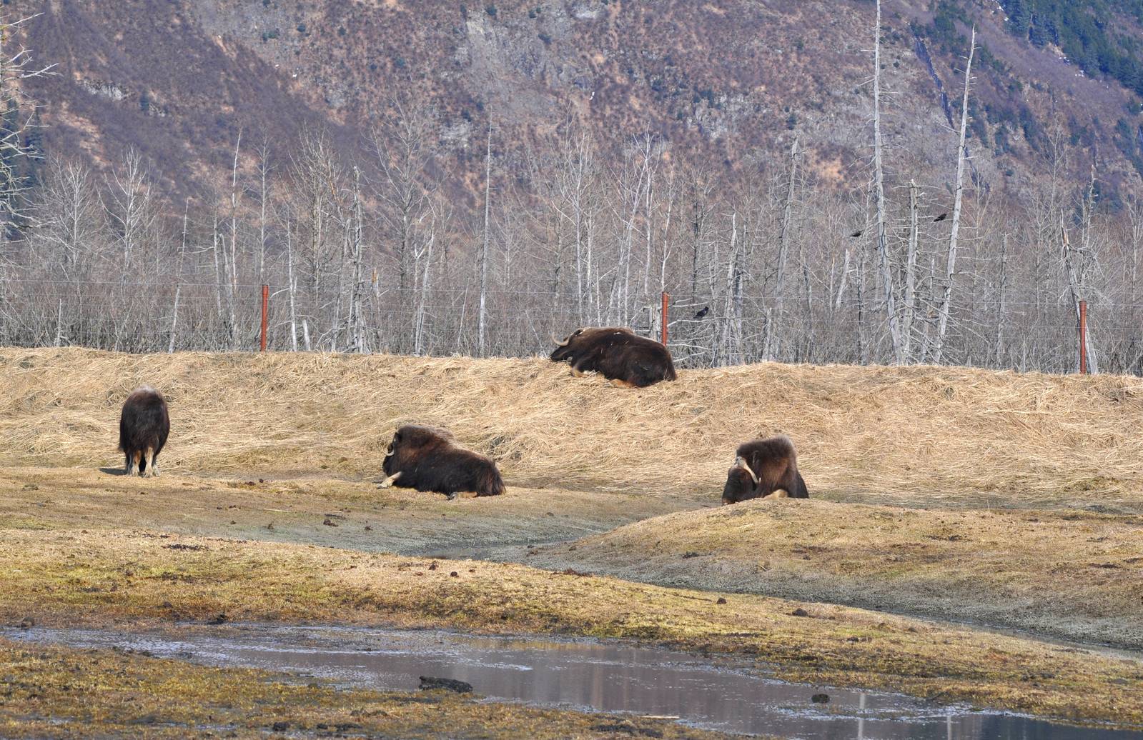 Musk Oxen