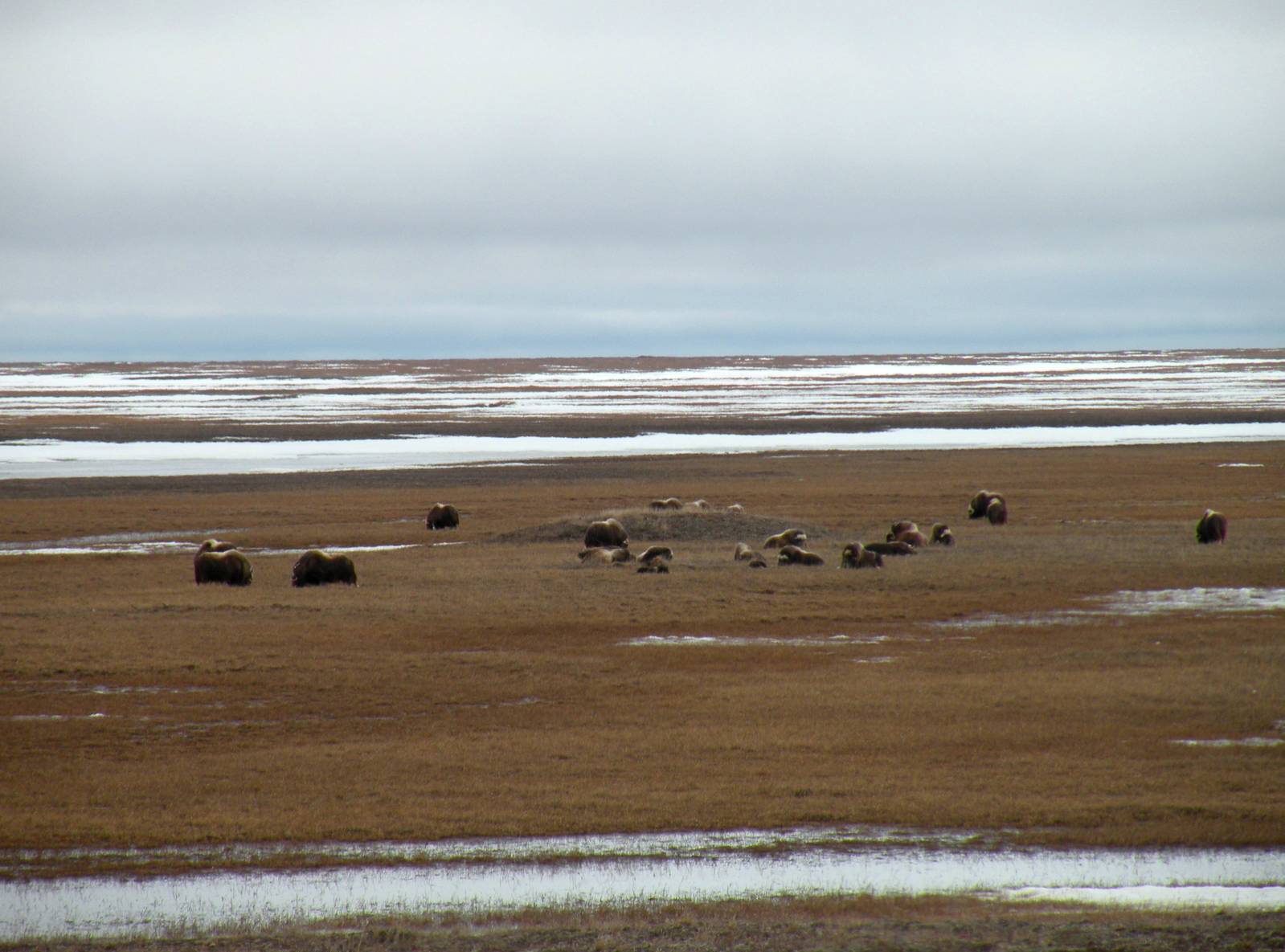 Musk Oxen