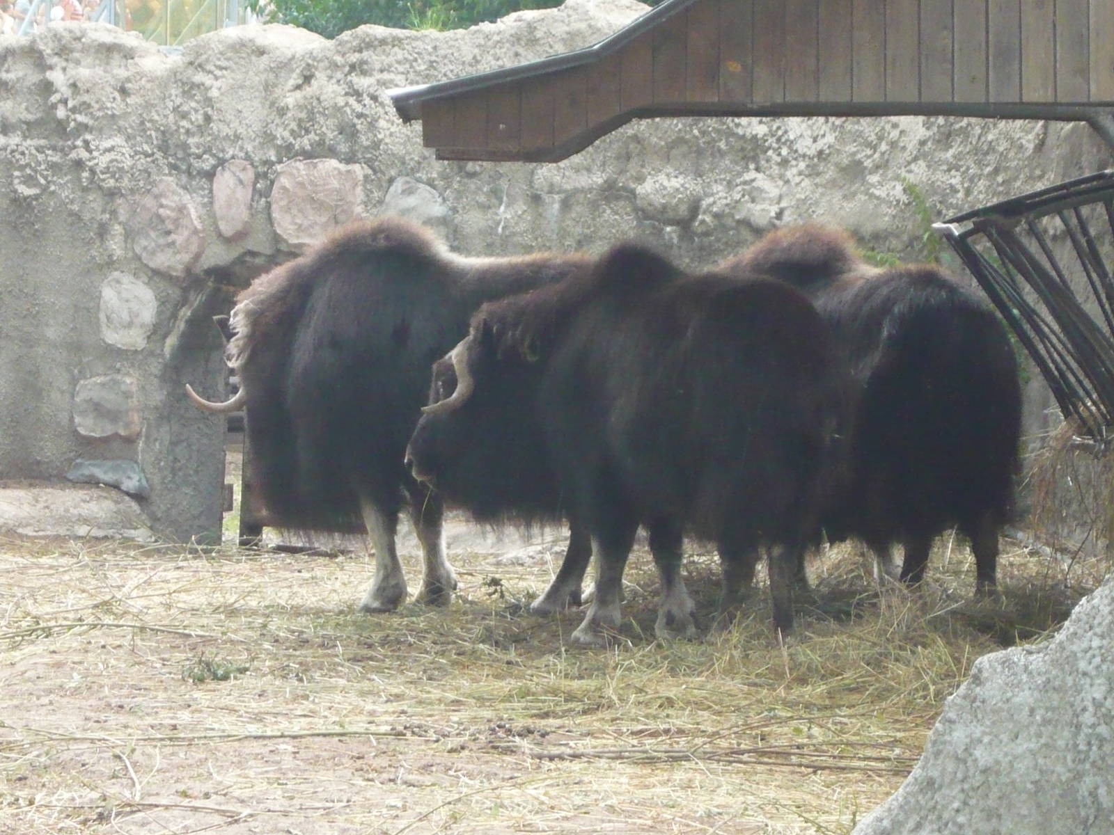 Musk oxen
