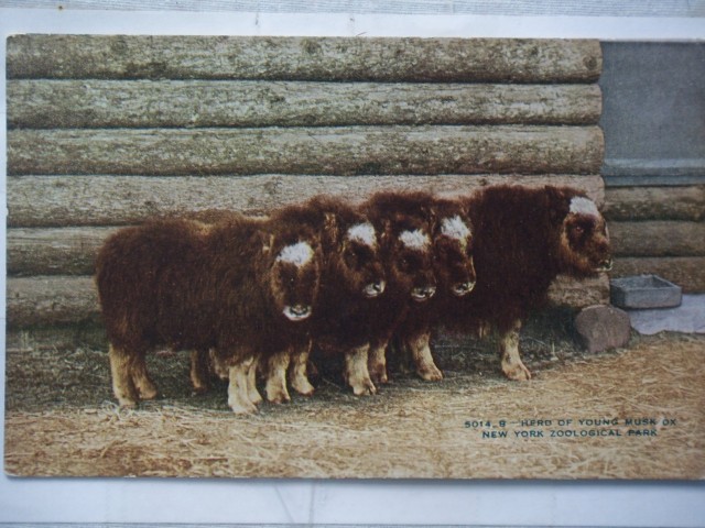 Musk Oxen