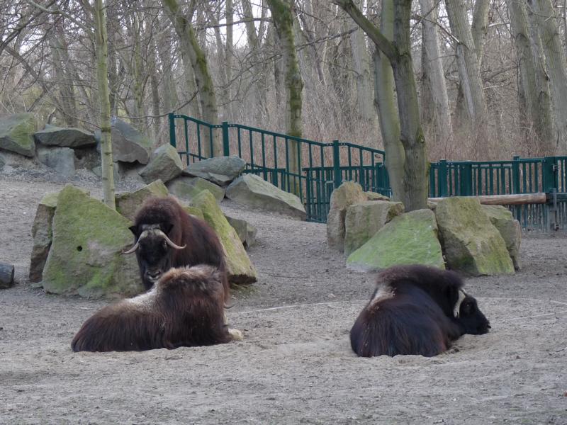 Musk Oxen