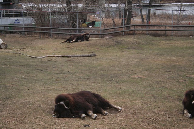 Musk Oxen