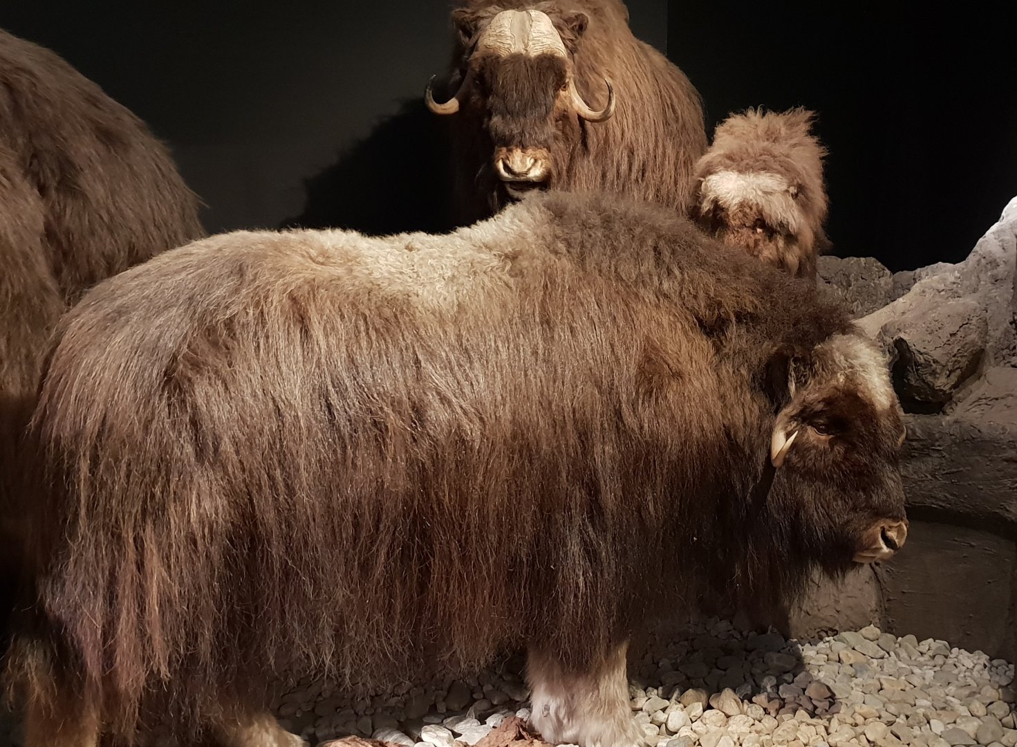 Musk-oxes