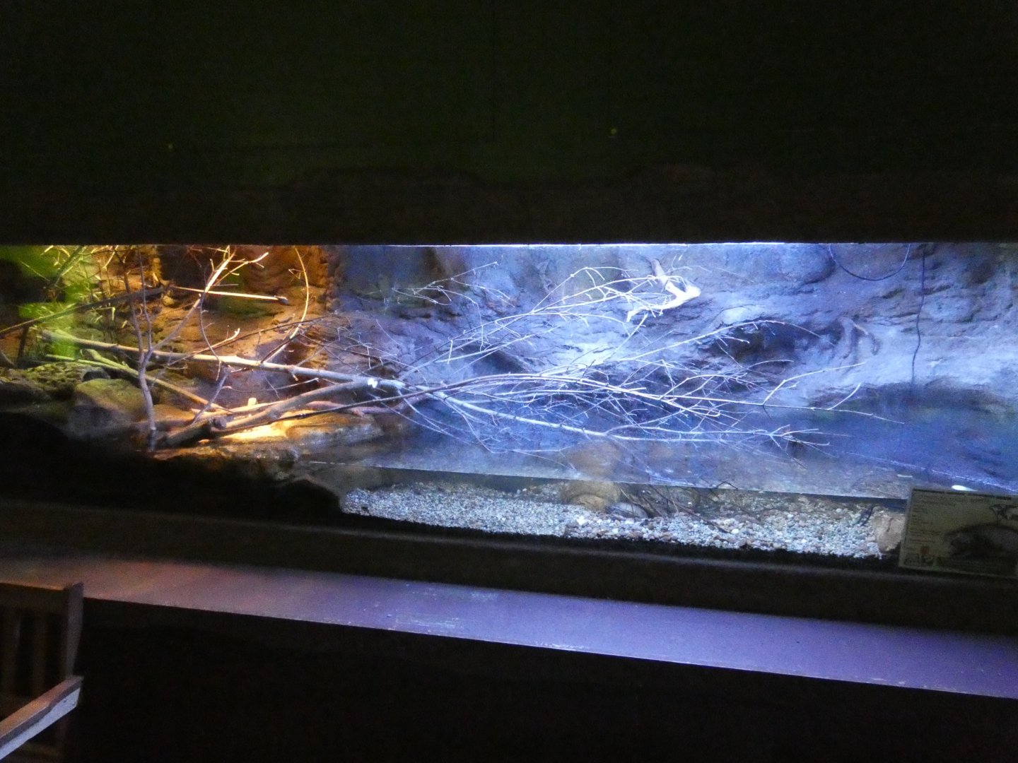 Musk turtle and Sailfin lizard enclosure