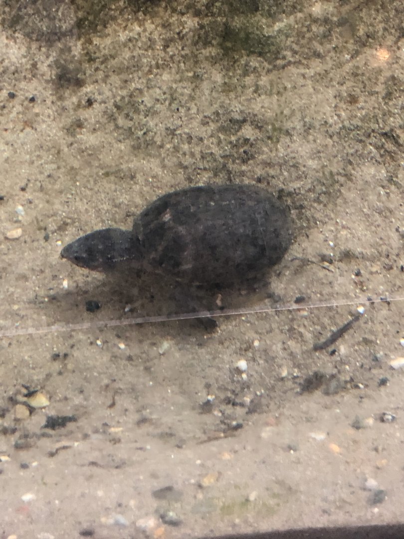 Musk Turtle ID?