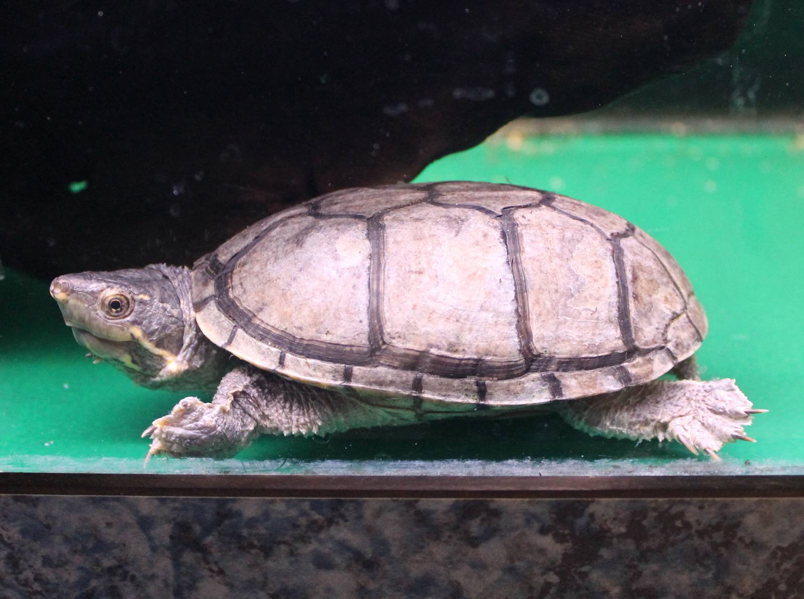 Musk turtle ( Sternotherus odoratus )