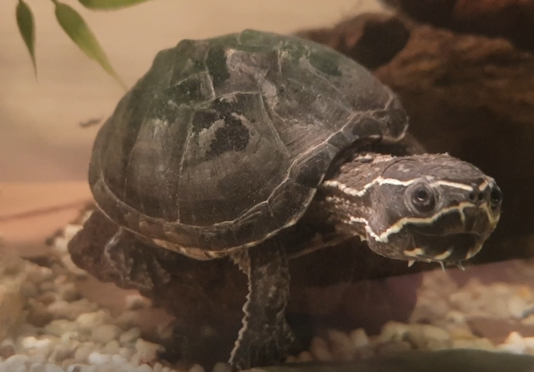 Musk turtle