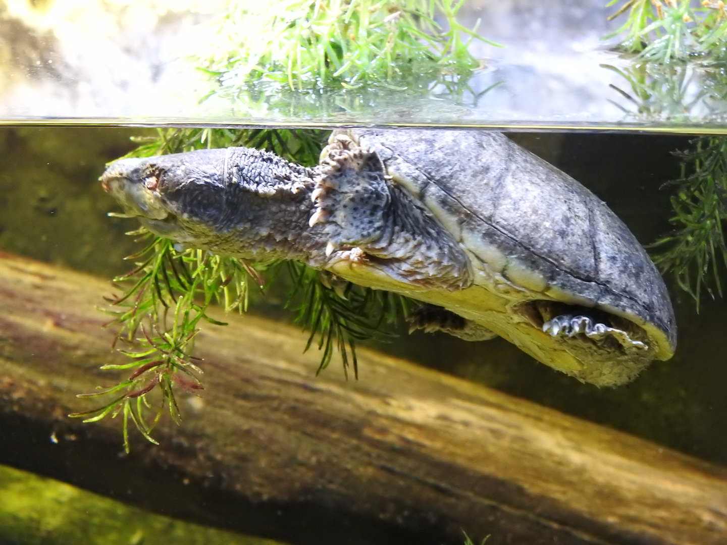 Musk Turtle