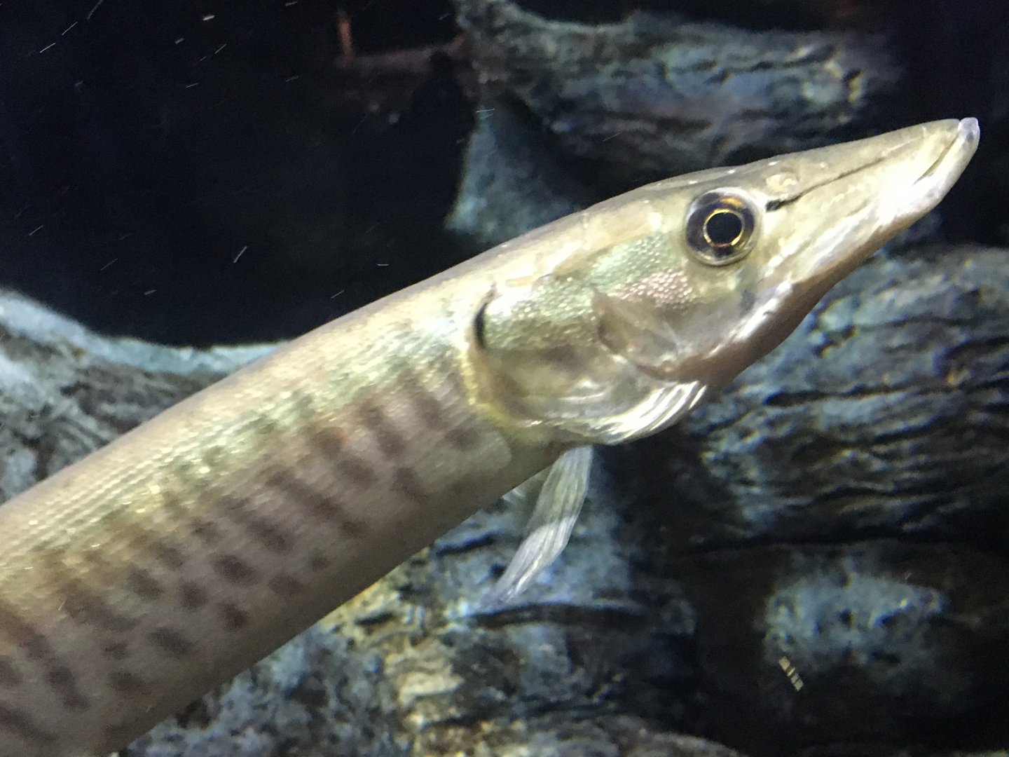 Muskellunge (Esox masquinongy)