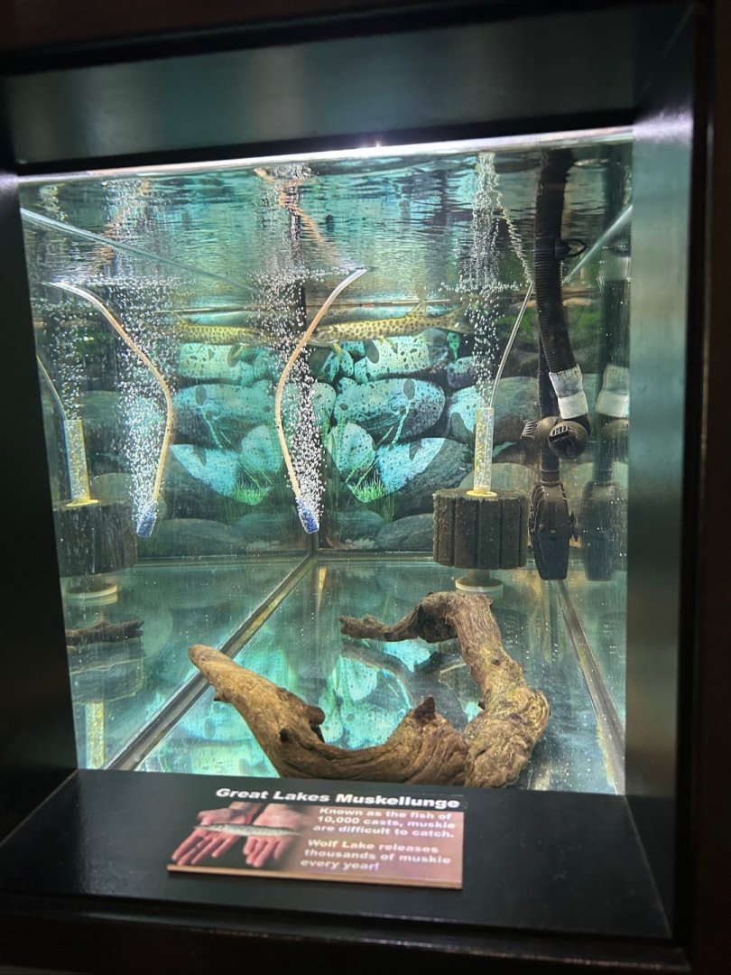 Muskellunge (Wolf Lake State Fish Hatchery, Mattawan, MI, 8/7/25)