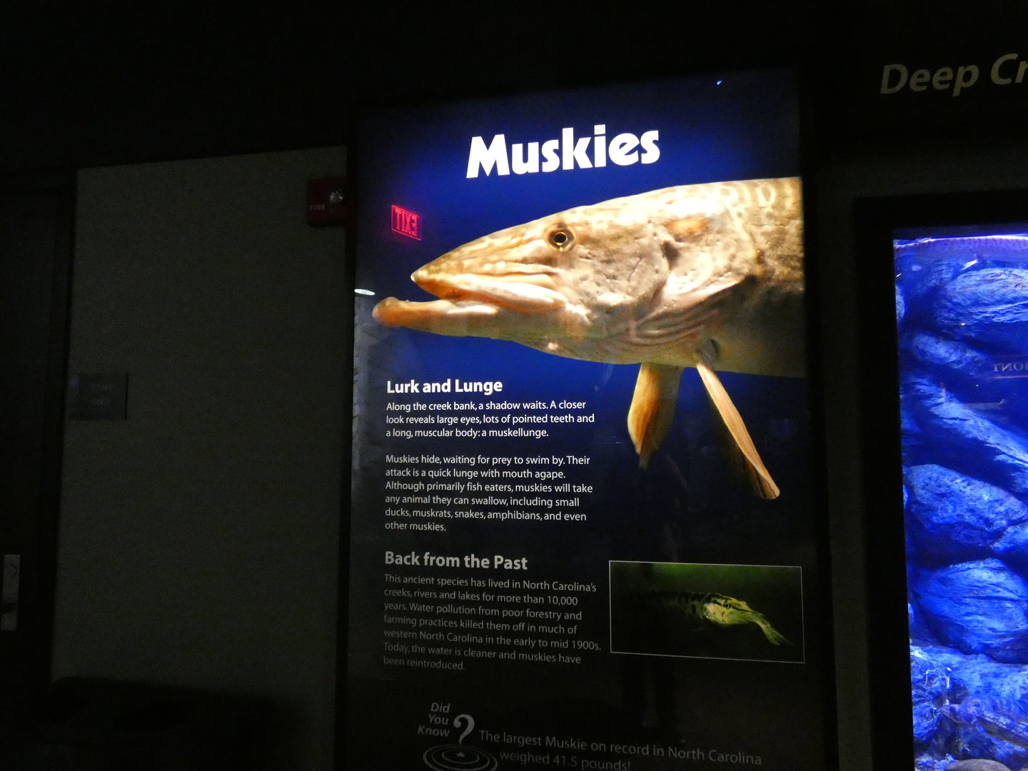 Muskies signage
