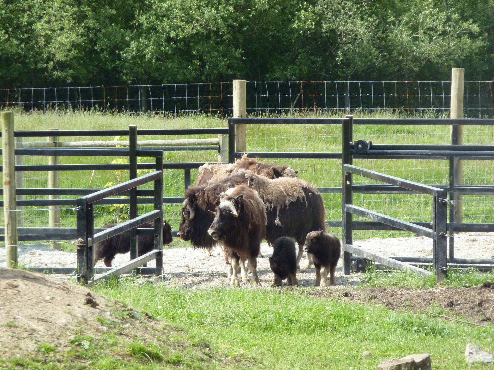 Muskox - 3 Females + 3 Youngsters
