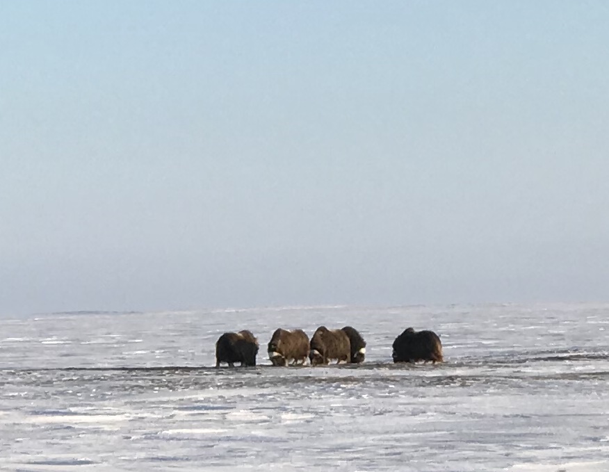 Muskox - Alaska