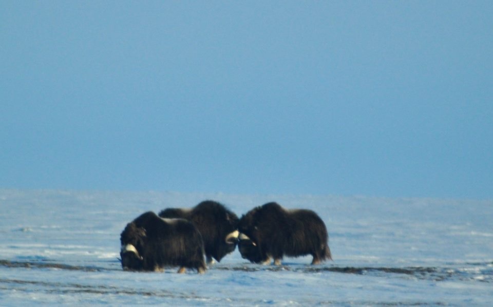 Muskox - Alaska