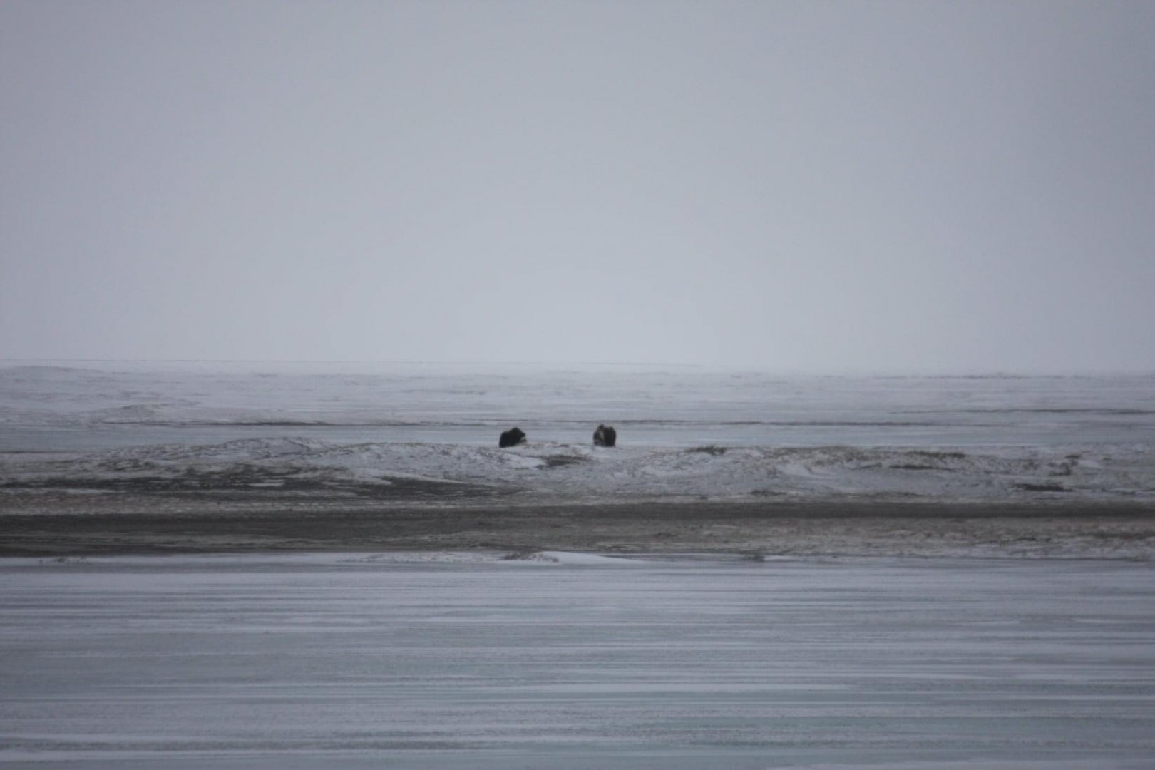 Muskox - Alaska