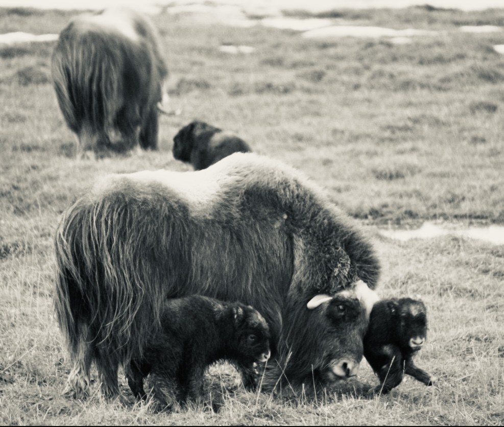 Muskox - Alaska