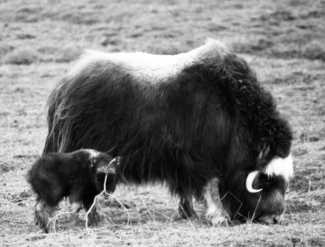 Muskox - Alaska
