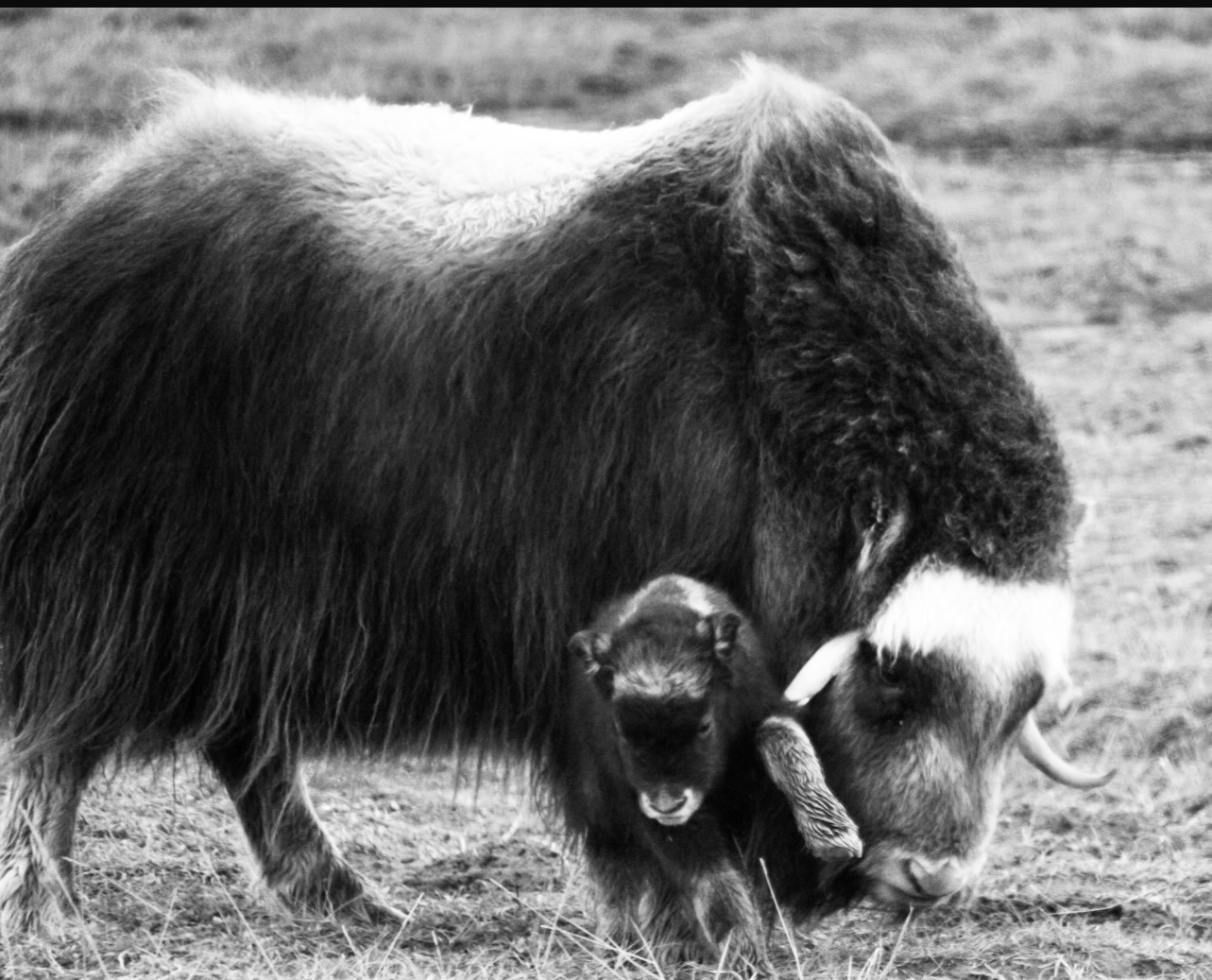 Muskox - Alaska