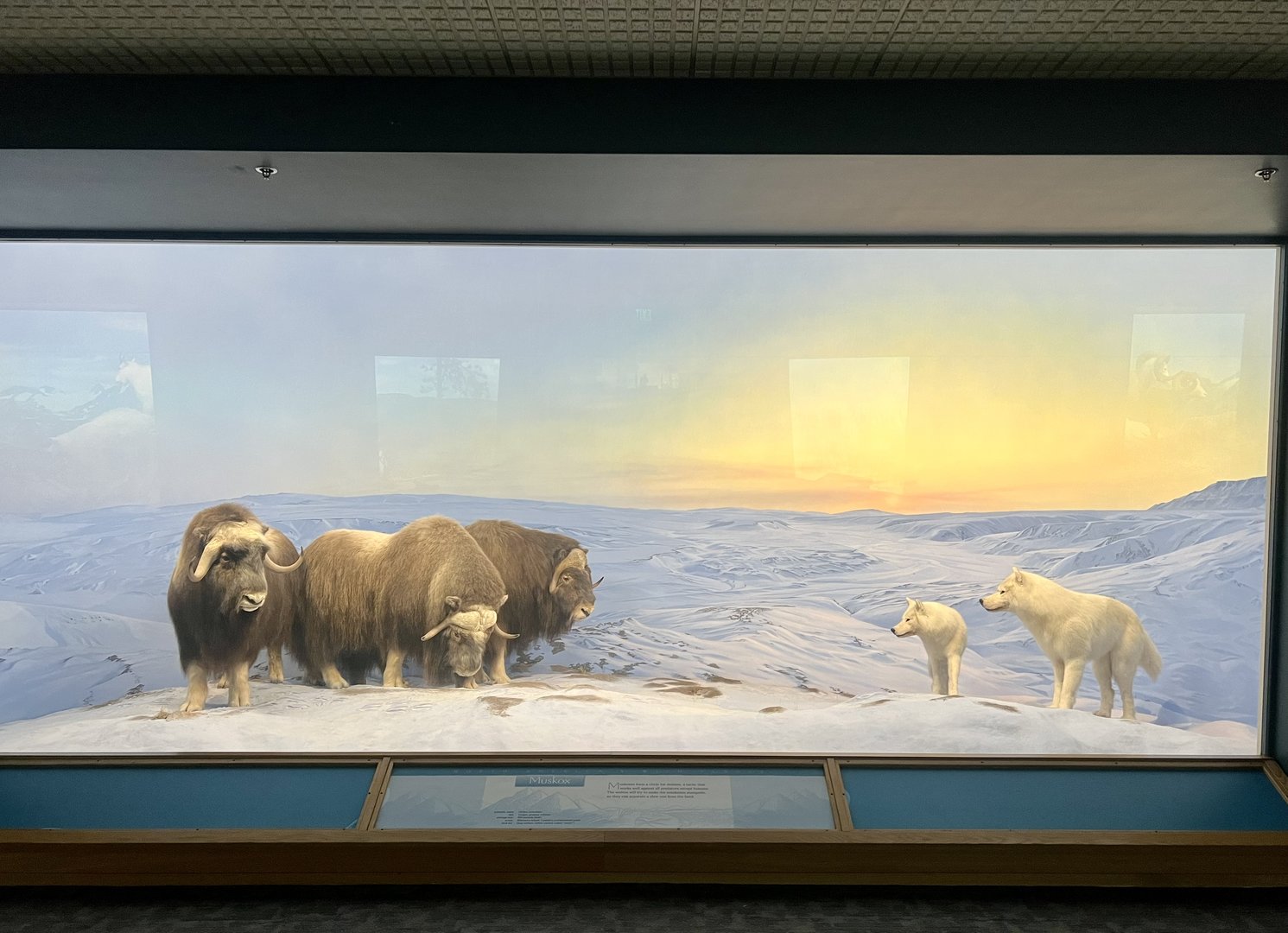 Muskox and Grey Wolf Diorama