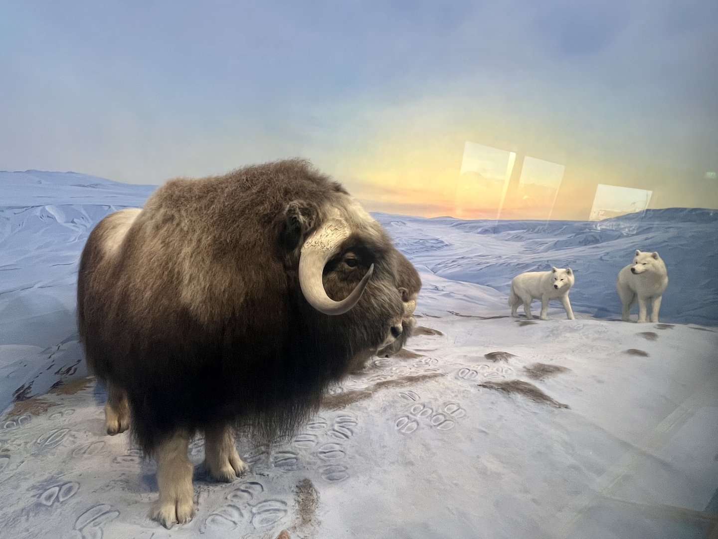 Muskox and Grey Wolves