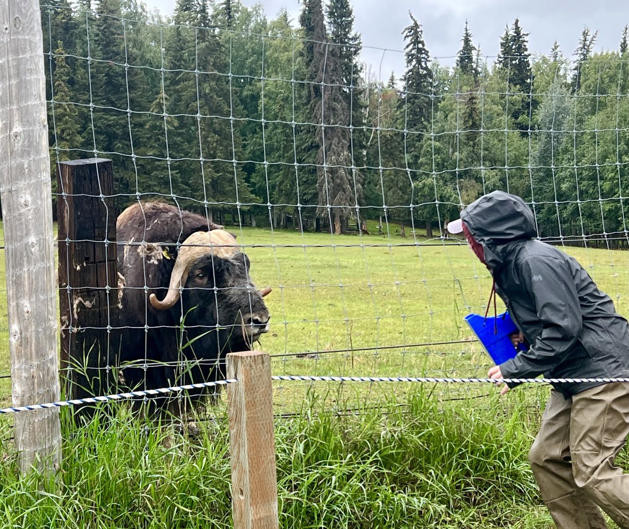 Muskox and keeper