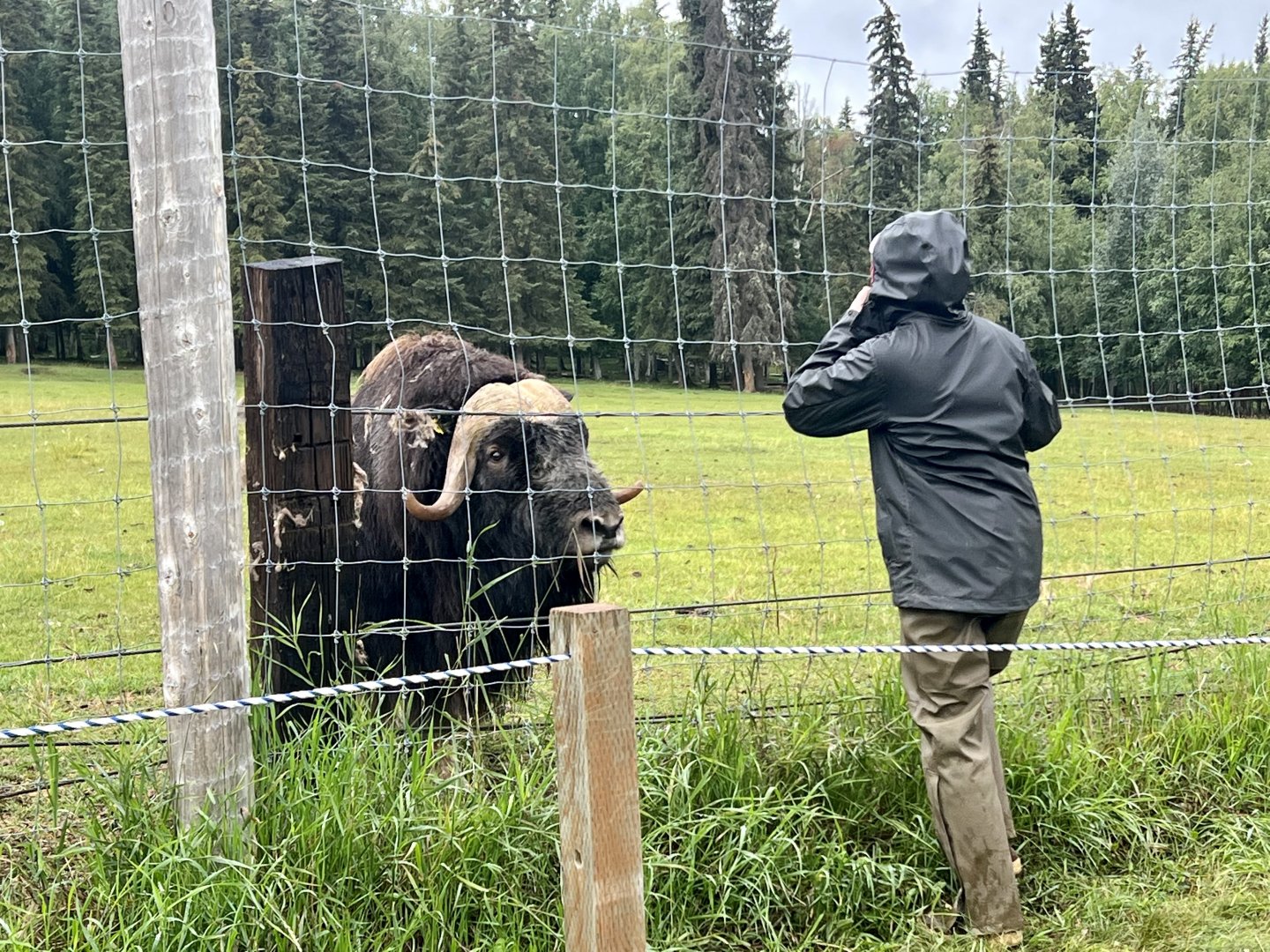 Muskox and keeper