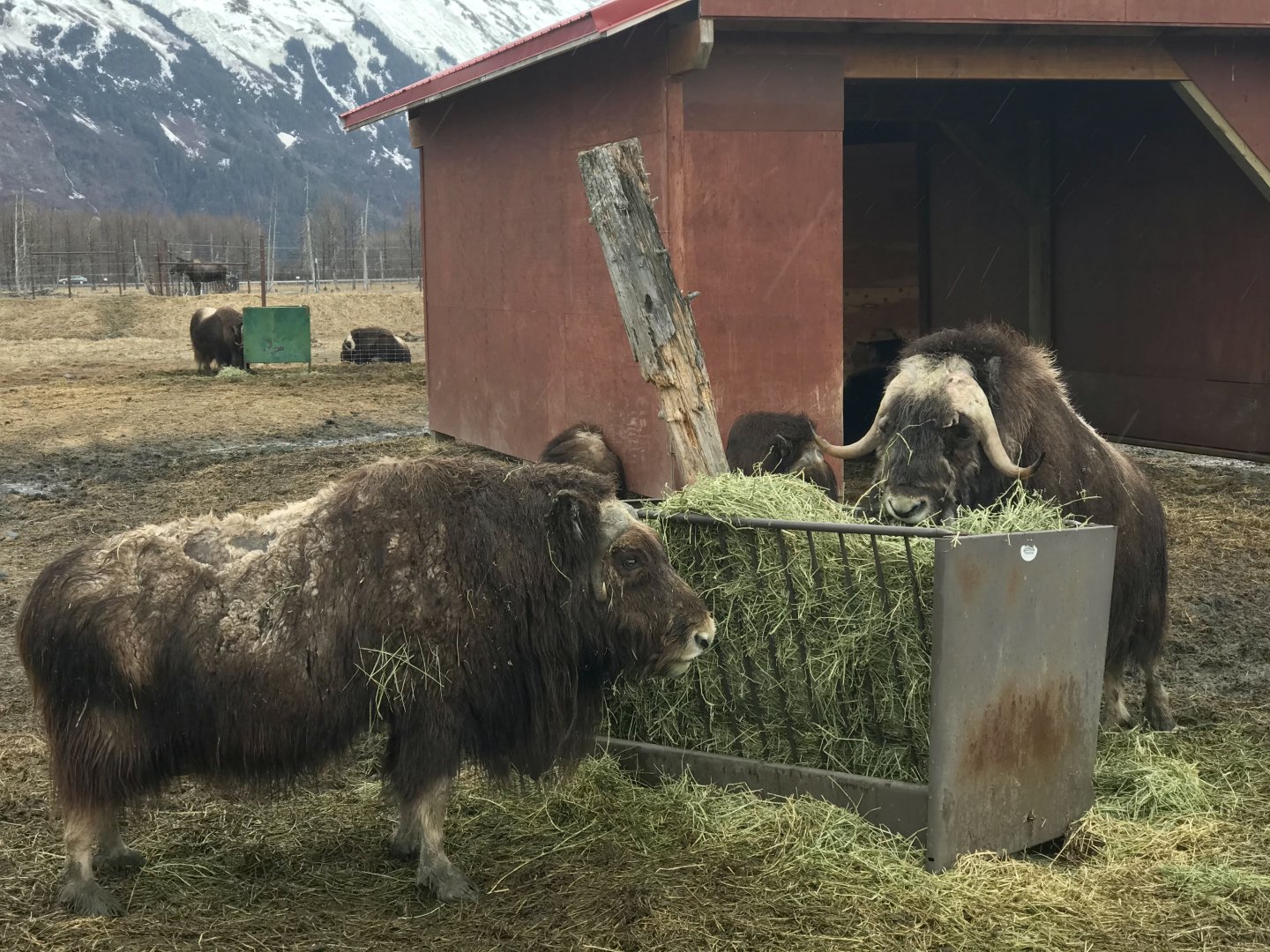Muskox and Moose
