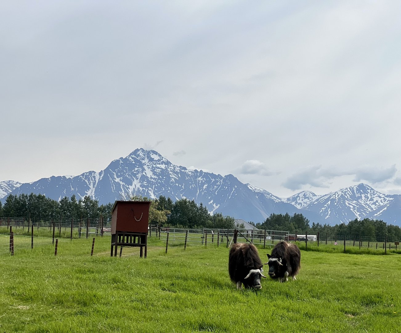 Muskox and Pioneer Peak