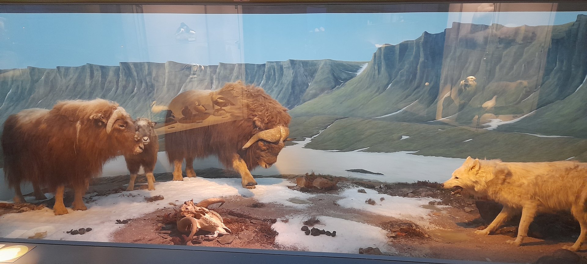 Muskox and Polar wolf diorama