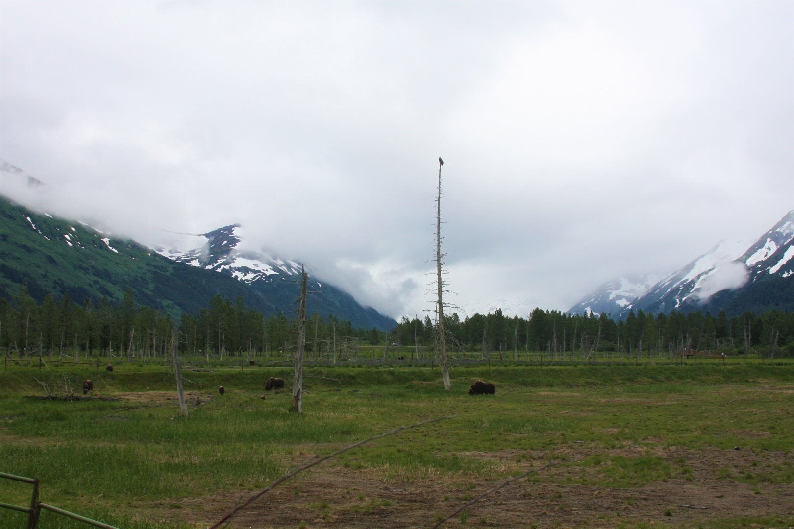 Muskox and Wild Bald Eagle