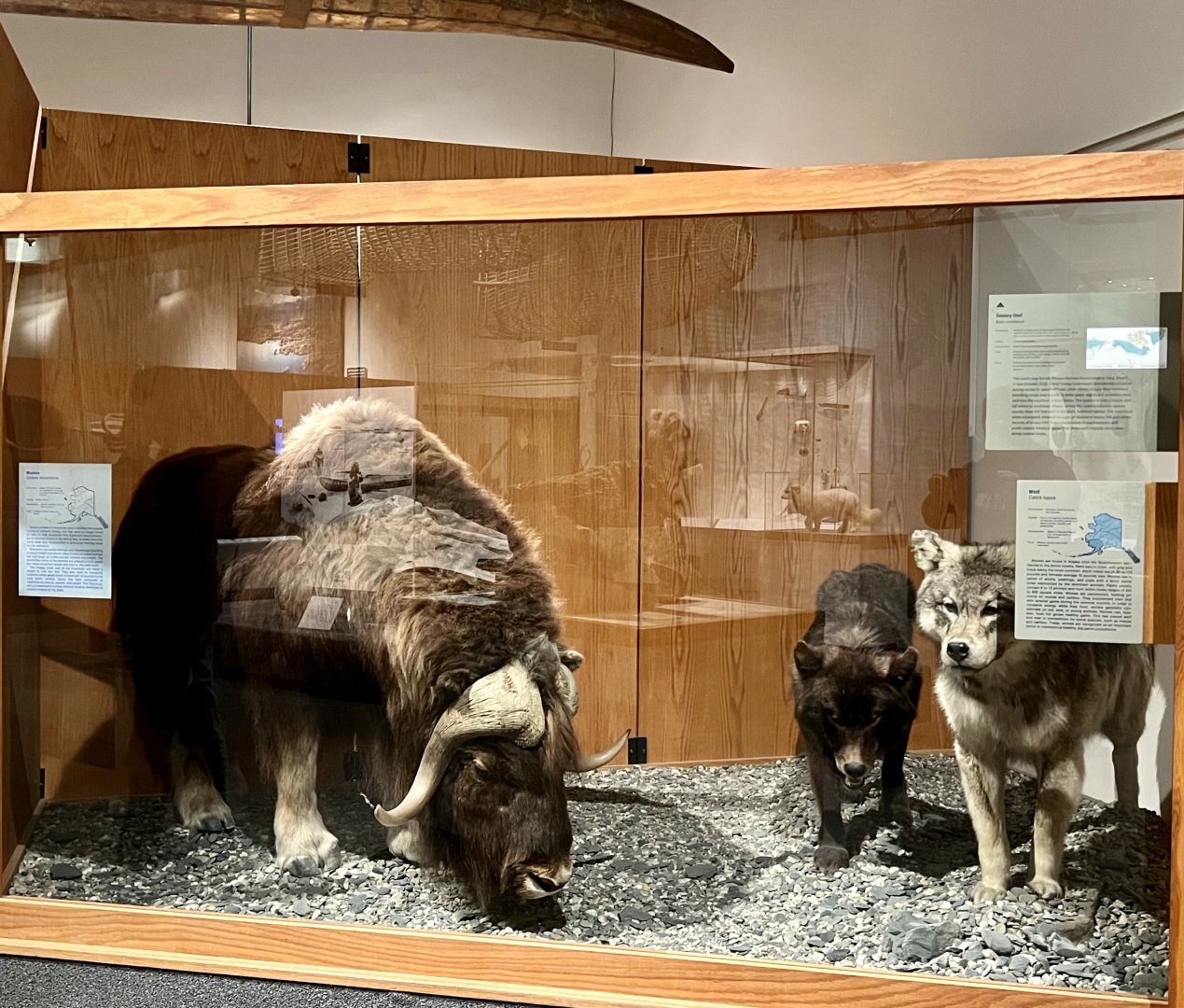 Muskox and Wolves