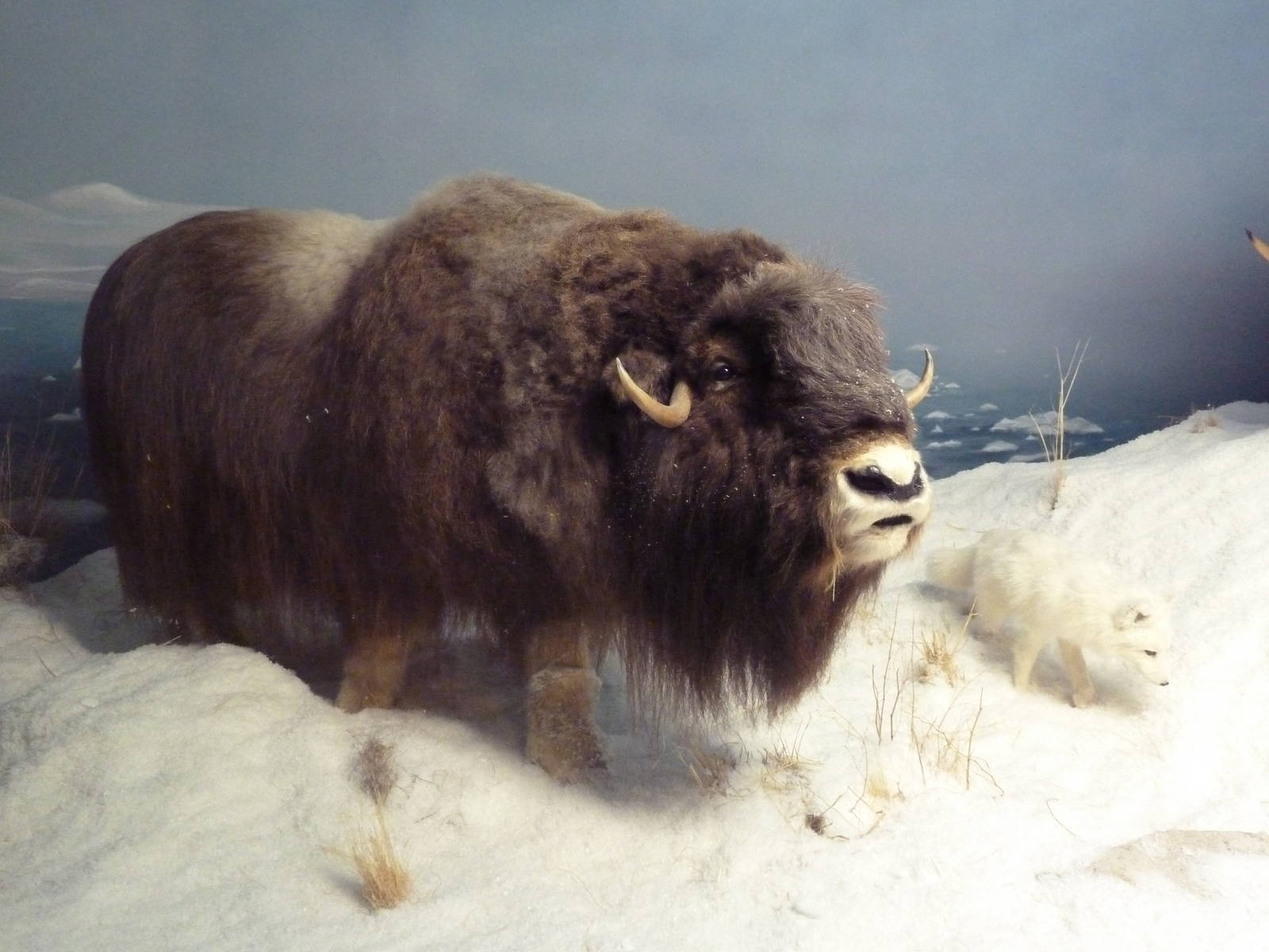 Muskox + Arctic Fox
