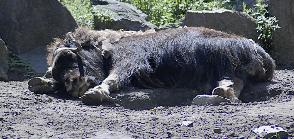 Muskox - Berlin Tierpark 2022