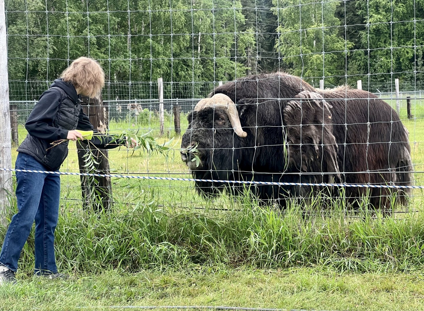Muskox Bull with tour guide